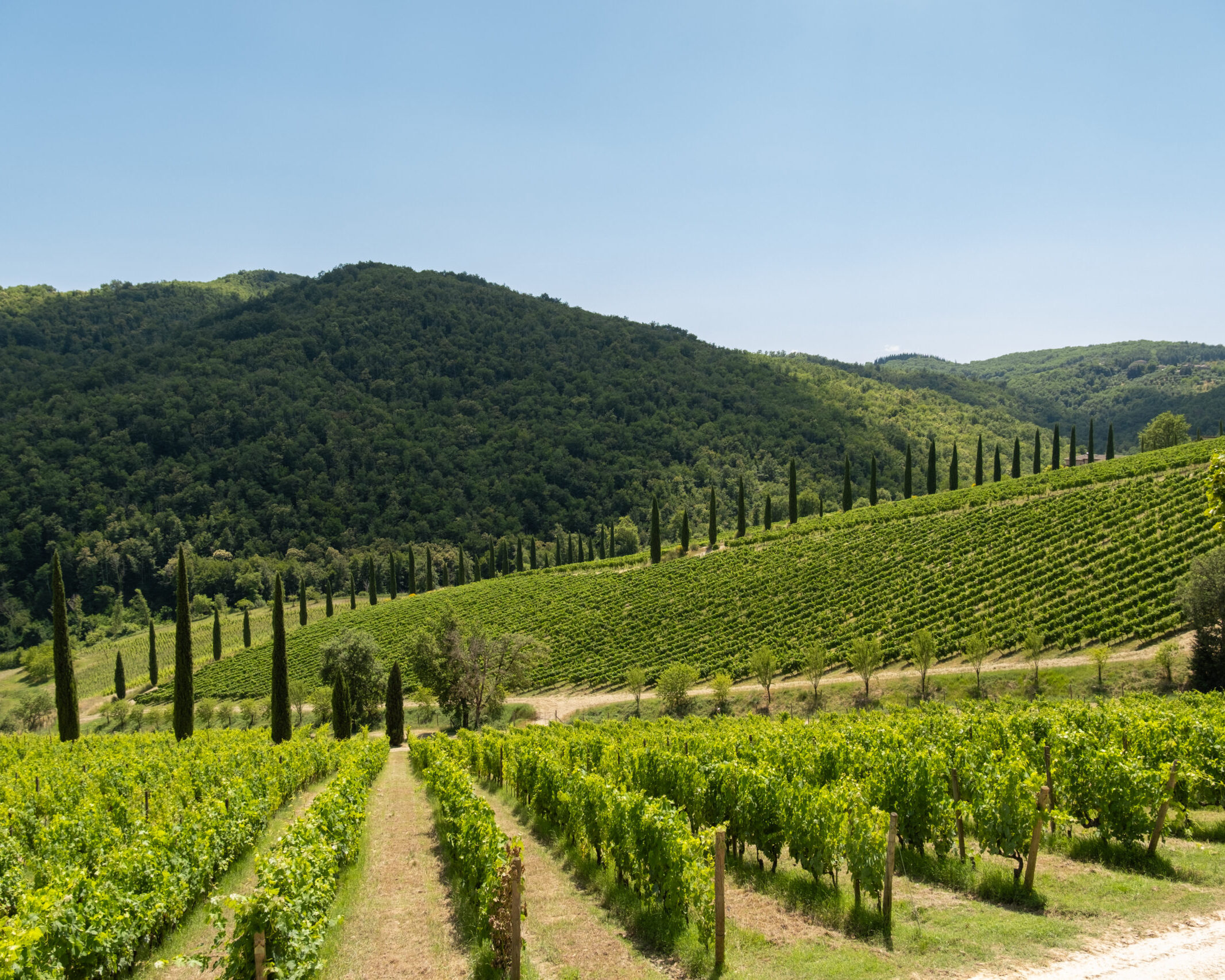 Brancaia_in_Chianti